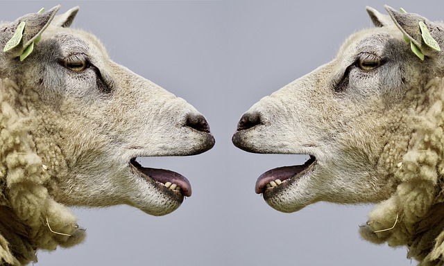 dvě ovce