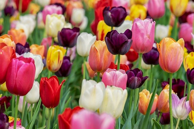 záhon tulipánů.jpg